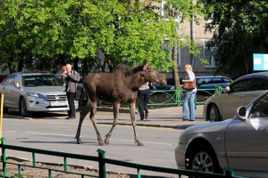 A perm területén a második nap nem tudja elkapni a jávorszarvas a város körül